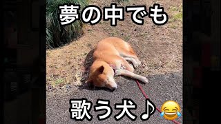 柴犬コロ 夢の中でも歌う犬😂 3分間癒しver. #柴犬コロ #夢の中でも歌う犬 #おもしろ #歌う犬 #かわいい #shibainu #singingdog #funny