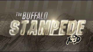 Buffalo Stampede - Week 29