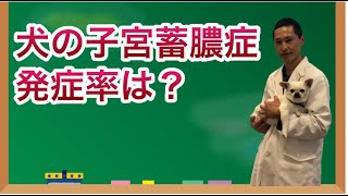 犬の子宮蓄膿症の原因・末期症状・発症率は？手術後何％の確率で死亡する？