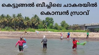 കെട്ടുങ്ങൽ ബീച്ചിലെ ചാകരയിൽ കൊമ്പൻ സ്രാവ് | fishing | sea fishing | fish | fishing malayalam