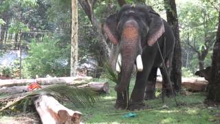 Kerala Tourism - Kollam Elephant near Kulathuppuzha Temple