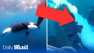 Moment when three killer whales attack Dutch yacht in Ocean Race