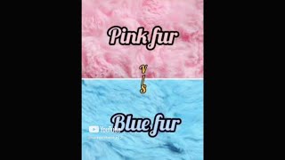 PINK FUR VS BLUE FUR | pink vs blue | Which is your favorite? (Pick one)