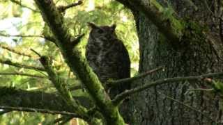 City Birds: Great Horned Owl. Птицы города: виргинский филин (2051sp)