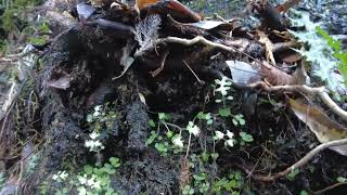 大山の麓に咲くハナネコノメ