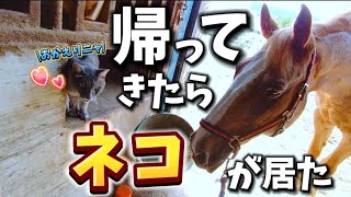 放牧から帰ってきた1頭の馬が自宅に到着すると…最高に可愛すぎる先客が出迎えてくれました。【ツルマルボーイ様のシモベ】