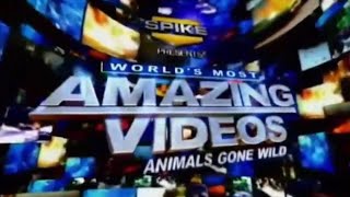 World's Most Amazing Videos: Animals Gone Wild (S5 E1) (2008)