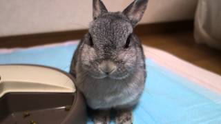 ペレットを食べるうさぎ[Rabbit eats pellets]