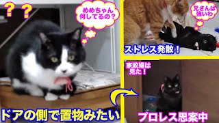 ＜2匹の猫通信＞「ほっこりライブ」めめちゃん置物みたいに可愛い！部屋の様子を見てマックとプロレス！2020 03 13　- Cat Live Stream in Japan - Cat Life TV