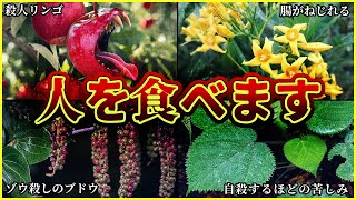 【ゆっくり解説】ガチでヤバすぎる殺人植物10選/0.05mgであの世逝き!?/公園にも生えている殺人花!?