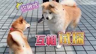 所以，秋田犬为什么会没朋友【果酱布丁】