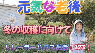 【81歳トレーハウス老後生活】畑は冬野菜の準備中（173）