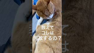 教えてください！猫のコレは何ですか？ #shorts