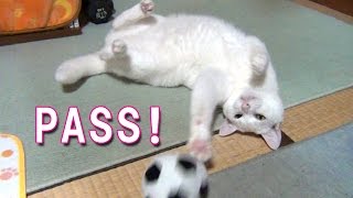 ボールを見事にパスする白猫ユキ！ White cat Yuki plays with toy ball