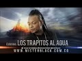 los trapitos al agua mr black ®