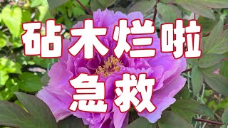 青石话牡丹芍药   嫁接牡丹的砧木烂了   抢救过程   The tree peony roots is rotten