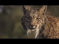 Ravenala, the lynx