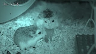 熄灯后偷拍吱星人(Roborovski Hamster)