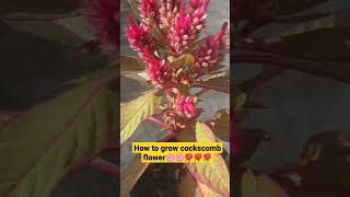 #shorts #youtubeshorts #cockscomb #celosia #seasonalgardening