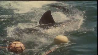 The Amazing Great White Shark | Greatest Predator on Earth!