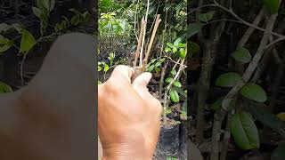 Top working belimbing madu difanurserychannel petanimudamilenial fruit tropicalfruit