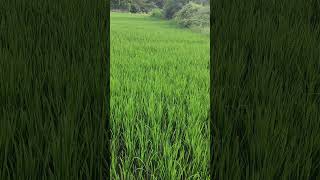 எங்க அண்ணன் வயலில் நெல் பயிர் கலை எடுத்தல் #agriculture #likes #farming