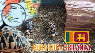 Kura Kura Darat Srilanka Dan Cerryhead