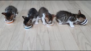 (육묘백서) 새끼고양이 이유식 불린사료 건사료 까지 먹이는 방법 How to feed a kitten