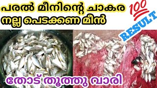 നാടൻ പരൽ പിടുത്തം | fishing videos malayalam | fishing videos || 🐬fishing freaks🐬| fishing malayalam