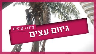 גיזום עצים - מתי תדעו שצריך? המדריך המלא