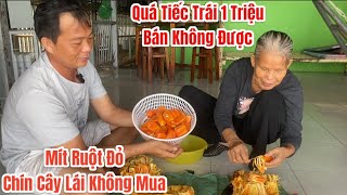 Mít Ruột Đỏ chín cây ăn có ngon hơn (Mít Già) vừa tới tuổi cắt không.?