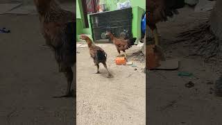 அதான் உன் பொண்டாட்டி இருக்காலே😂😂#chicken #farming #funny #comedy