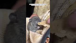 #rat #pets #animals #rescue #animalrescue #shortvideo #kurzvideo #animalshorts #bushcraft #survival