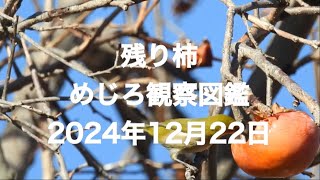 残り柿　めじろ観察図鑑　野毛三丁目　2024年12月22日