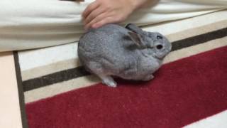 呼ぶと寄ってくる子うさぎ 呼ぶと寄ってくる子うさぎ
