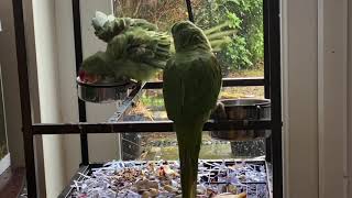 Parrots taking bath part 2 തത്തമ്മയുടെ വിശാലമായ കുളി