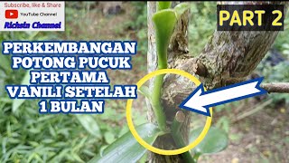 PEMOTONGAN AWAL PUCUK VANILI Part2 #vanili #vanilla