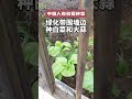 中国人有多爱种菜？一点点空地，搞上花盆，就种上新鲜蔬菜！ garden gardening 园艺 城市种菜