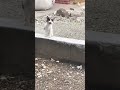 可愛的路邊小野貓 來自自由的呼喚 😹 🐈｜ shorts