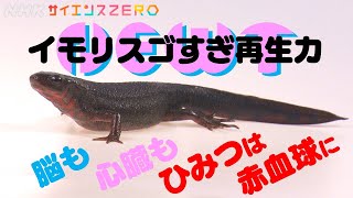 [サイエンスZERO] 脳も心臓までも！イモリのスゴすぎ再生力の秘密がなんと赤血球にあった！| NHK