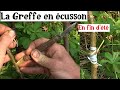 Comment Greffer en été (écusson et chip-budding)