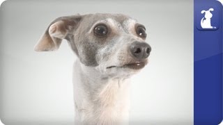 Italian Greyhound - Doglopedia