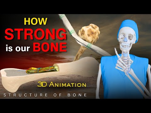 The incredible strength of human bones explained with 3D animation