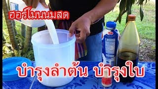 สูตรนี้รับรองได้ผล บำรุงลำต้น บำรุงใบ \