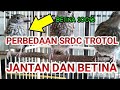 cara membedakan SRDC trotol jantan dan betina sangat gampang