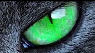 பூனையின் கண்களை பார்த்தால் இப்படி யெல்லாம் ஆகுமா! | look into cat's eyes? | kinkinimedia | Tamil