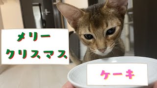 猫にペット用クリスマスケーキをプレゼントしてみた | アビシニアンの子猫アビー