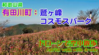 【ドローン映像】和歌山県有田川町：鷲ヶ峰コスモスパーク　2021年10月15日撮影