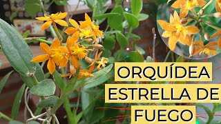 Asi ha Crecido mi Orquidea Estrella de Fuego | AVANCE  / Aprendiendo a Cuidar