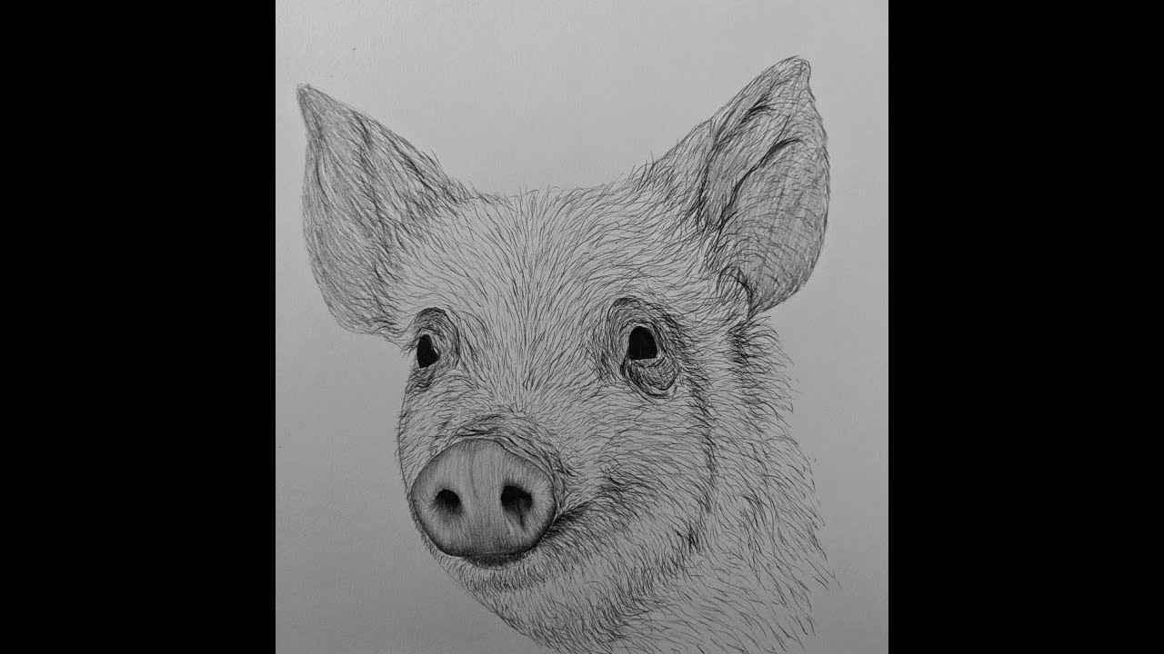 Pig Pictures Drawing Realistic Easy Step By Step Infoupdate Org